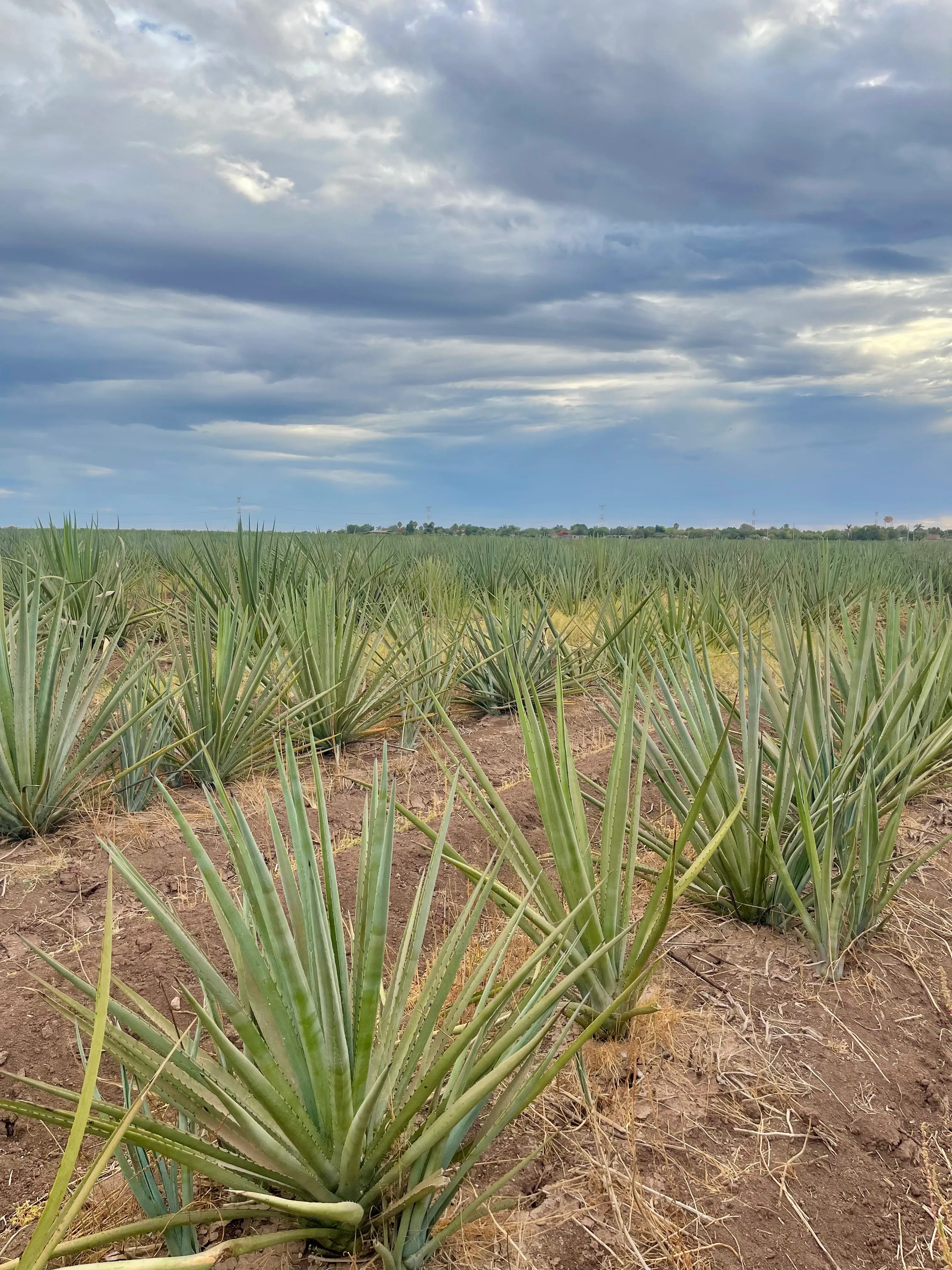 Santo Cuviso — Nuestra Historia
