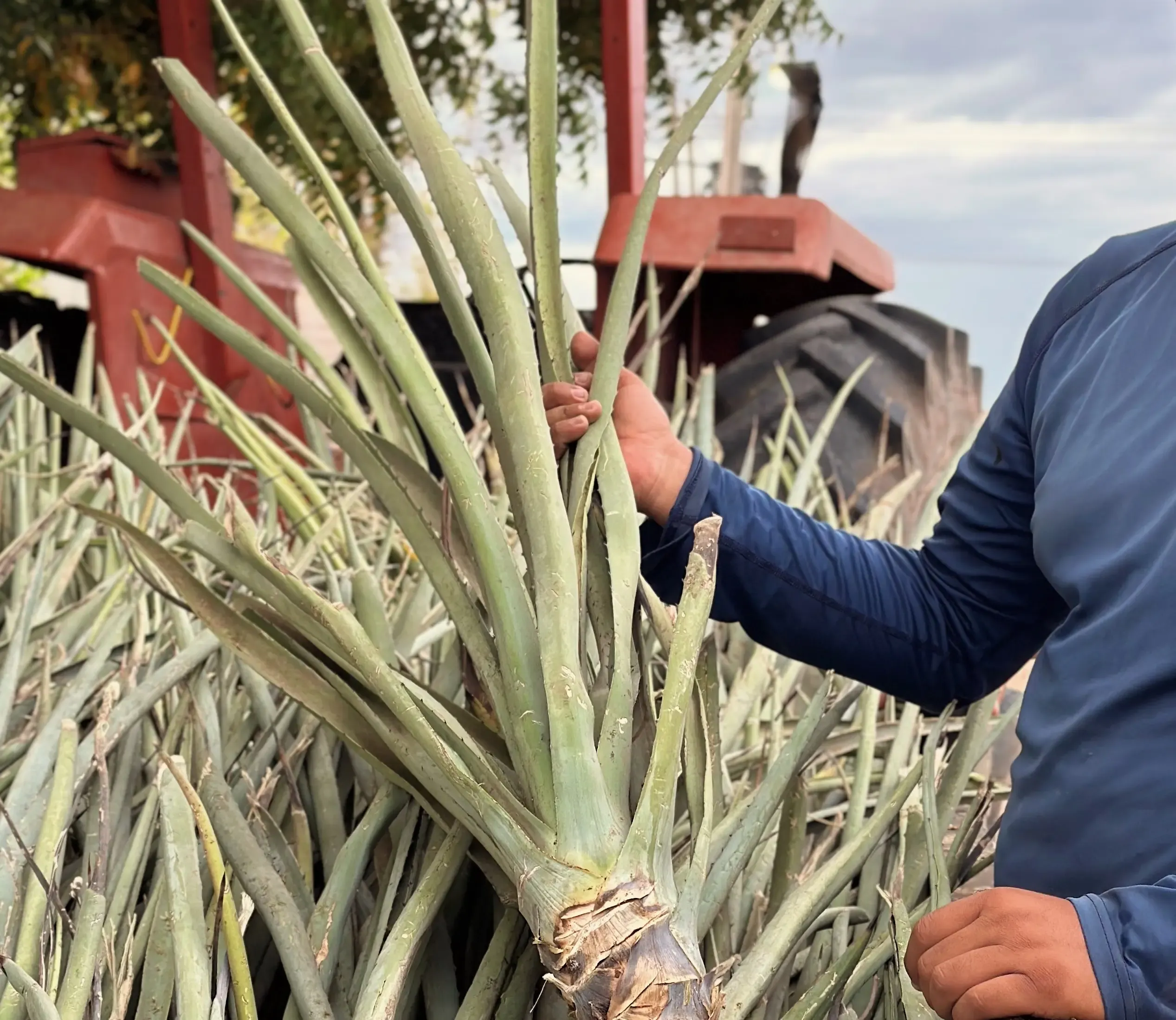Santo Cuviso — Nuestra Historia